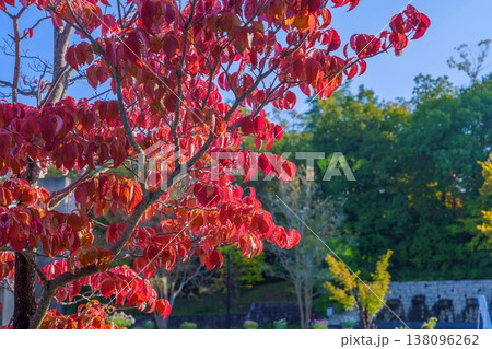 秋の青空に映える真っ赤なハナミズキの紅葉 鮮やかな自然風景 秋の青空に映える真っ赤なハナミズキの紅葉 鮮やかな自然風景 138096262