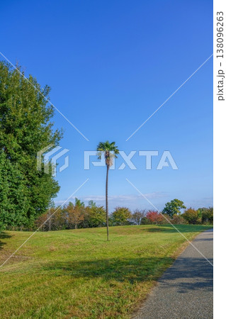 秋晴れの公園に立つ一本のヤシの木と広大な青空 秋晴れの公園に立つ一本のヤシの木と広大な青空 138096263