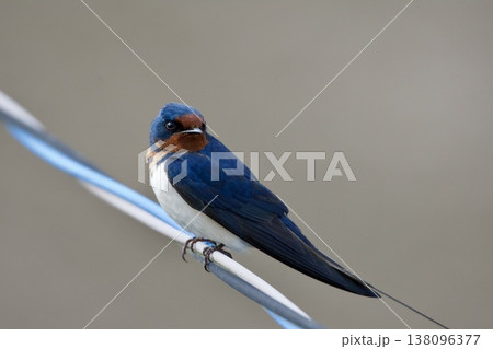 ツバメ swallow / Japan ツバメ swallow / Japan 138096377