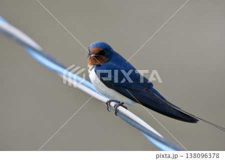ツバメ swallow / Japan 138096378