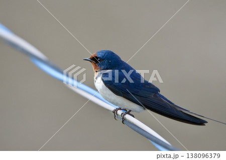 ツバメ swallow / Japan ツバメ swallow / Japan 138096379
