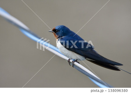 ツバメ swallow / Japan 138096380