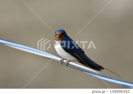 ツバメ swallow / Japan 138096382