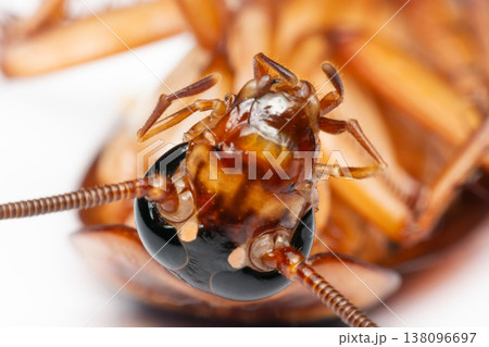 Extreme macro of cockroach head showing compound eye antenna and mouthparts with sharp detail highlighting pest biology structure contamination risk and hygiene concerns on clean background 138096697