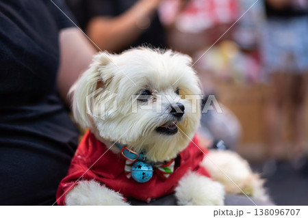 Close up of small dog wearing red outfit and collar with bell highlighting pet fashion companionship playful mood and indoor lifestyle with soft background and copy space Close up of small dog wearing red outfit and collar with bell highlighting pet fashion companionship playful mood and indoor lifestyle with soft background and copy space 138096707