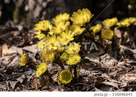 春一番の福寿草 春一番の福寿草 138096845