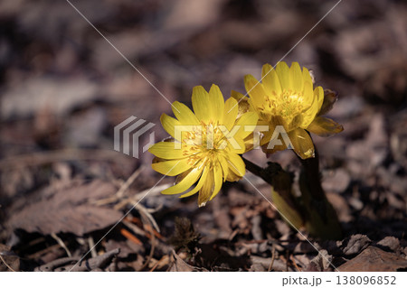 春一番の福寿草 春一番の福寿草 138096852