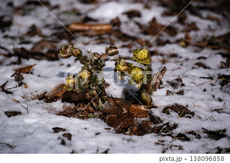 春一番の福寿草 春一番の福寿草 138096858