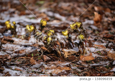 春一番の福寿草 春一番の福寿草 138096859