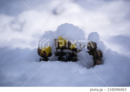 春一番の福寿草 138096863