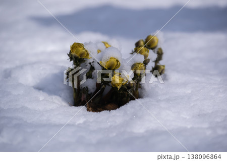 春一番の福寿草 春一番の福寿草 138096864