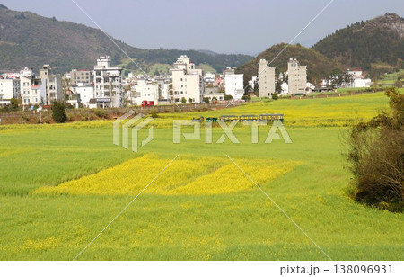 菜の花畑を行く豆汽車　羅平　中国　雲南省　アジア 138096931