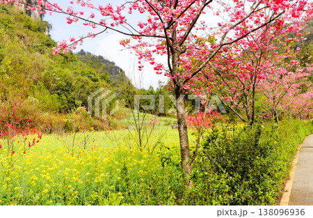 菜の花畑の桃源郷 羅平 中国 雲南省 アジア 菜の花畑の桃源郷 羅平 中国 雲南省 アジア 138096936