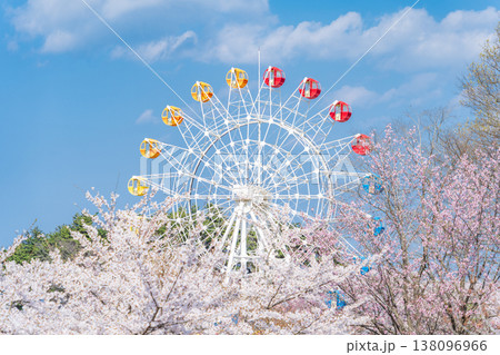 「青森県」満開の桜と観覧車の風景 八戸公園・子供の国 八戸市 「青森県」満開の桜と観覧車の風景 八戸公園・子供の国 八戸市 138096966
