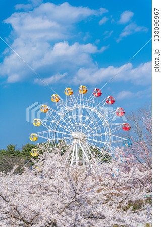 「青森県」満開の桜と観覧車の風景　八戸公園・子供の国　八戸市 138096967