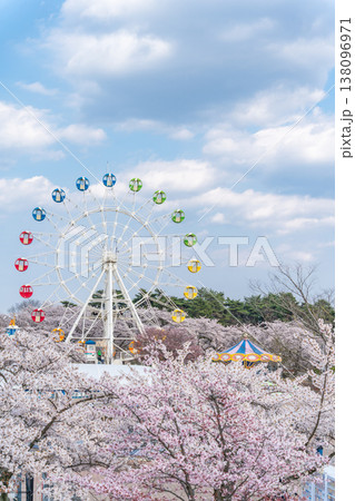 「青森県」満開の桜と観覧車の風景　八戸公園・子供の国　八戸市 138096971