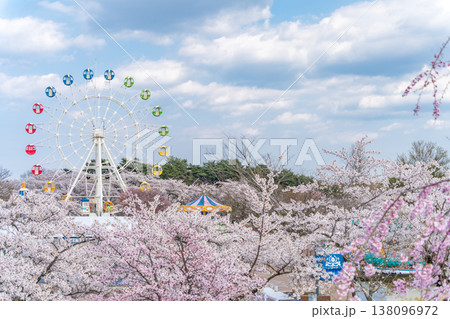 「青森県」満開の桜と観覧車の風景　八戸公園・子供の国　八戸市 138096972