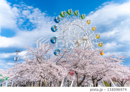 「青森県」満開の桜と観覧車の風景　八戸公園・子供の国　八戸市 138096974