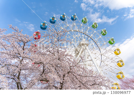 「青森県」満開の桜と観覧車の風景　八戸公園・子供の国　八戸市 138096977