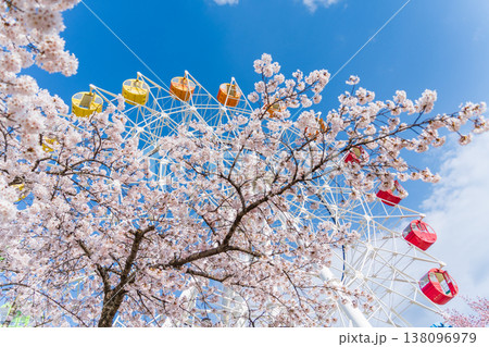 「青森県」満開の桜と観覧車の風景　八戸公園・子供の国　八戸市 138096979