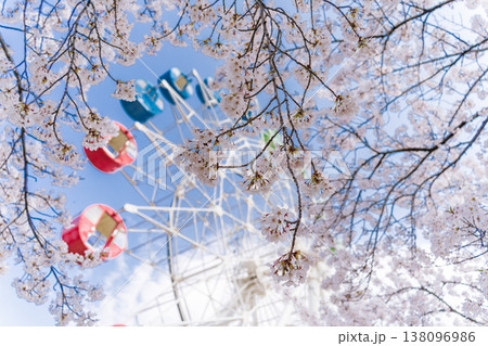「青森県」満開の桜と観覧車の風景　八戸公園・子供の国　八戸市 138096986