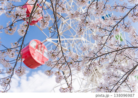 「青森県」満開の桜と観覧車の風景　八戸公園・子供の国　八戸市 138096987