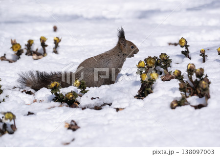 春一番福寿草とエゾリス 春一番福寿草とエゾリス 138097003
