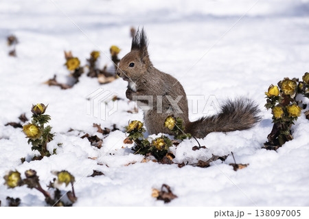 春一番福寿草とエゾリス 138097005