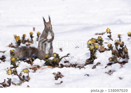春一番福寿草とエゾリス 138097020