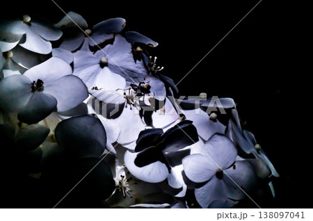 幻想的な紫陽花の花 幻想的な紫陽花の花 138097041