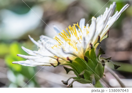 春の訪れを告げる花 春の訪れを告げる花 138097043