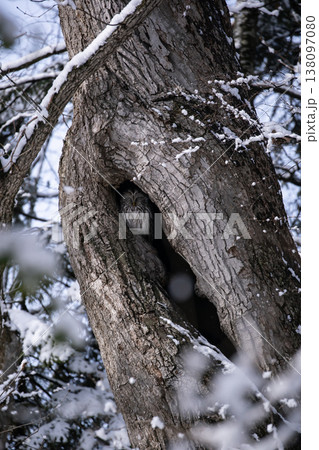 早春の森のエゾフクロウ 138097080