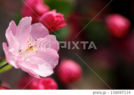 ハナカイドウ　クローズアップ 138097114