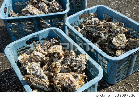 　厚岸の牡蠣 138097336