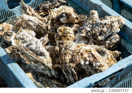 　厚岸の牡蠣 138097337