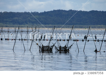 厚岸湾の牡蠣養殖 138097358