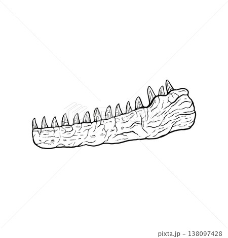 肉食恐竜の顎の化石 モノクロ 肉食恐竜の顎の化石 モノクロ 138097428