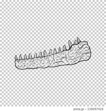 肉食恐竜の顎の化石 モノクロ 肉食恐竜の顎の化石 モノクロ 138097428