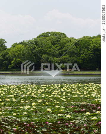 公園の池に咲くスイレン 公園の池に咲くスイレン 138097603