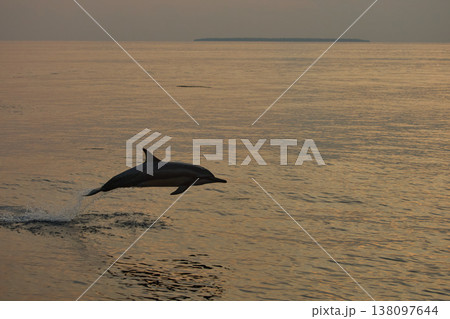 One dolphin jump out of the water at sunset, he frolic, mating, in the background is a beautiful sky during sunset One dolphin jump out of the water at sunset, he frolic, mating, in the background is a beautiful sky during sunset 138097644