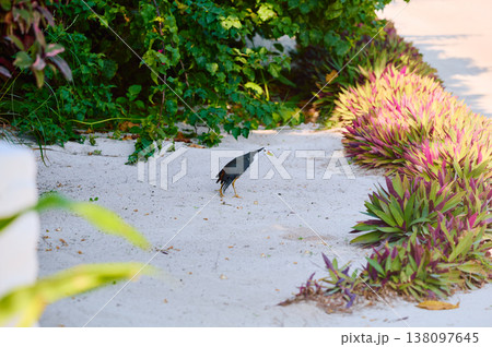 A black bird walks among flowers and trees on the island of Maldives at sunset 138097645
