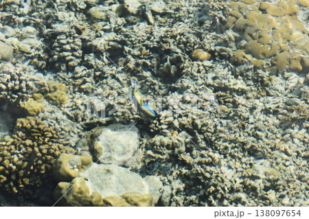 Underwater world of an island in the Maldives, fish of different colors Underwater world of an island in the Maldives, fish of different colors 138097654