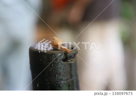 小さなカタツムリ 小さなカタツムリ 138097673