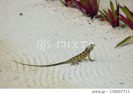 A beautiful multicolored lizard on the white sand of the Maldives island, posing for the camera A beautiful multicolored lizard on the white sand of the Maldives island, posing for the camera 138097711