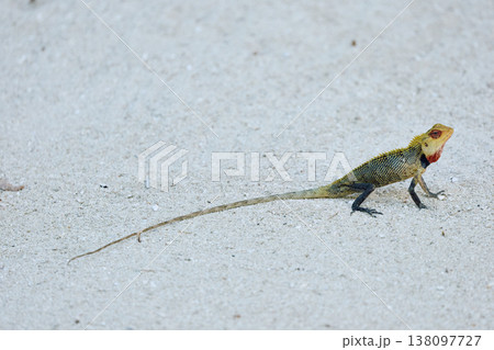 A beautiful multicolored lizard on the white sand of the Maldives island, posing for the camera A beautiful multicolored lizard on the white sand of the Maldives island, posing for the camera 138097727