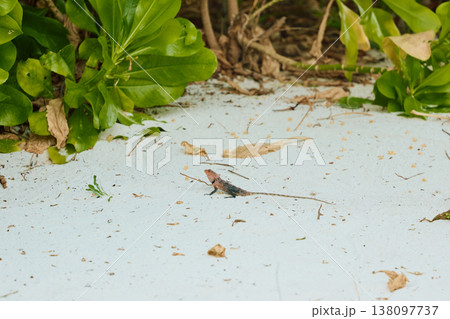 A beautiful multicolored lizard on the white sand of the Maldives island, posing for the camera A beautiful multicolored lizard on the white sand of the Maldives island, posing for the camera 138097737