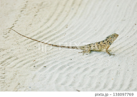 A beautiful multicolored lizard on the white sand of the Maldives island, posing for the camera A beautiful multicolored lizard on the white sand of the Maldives island, posing for the camera 138097769