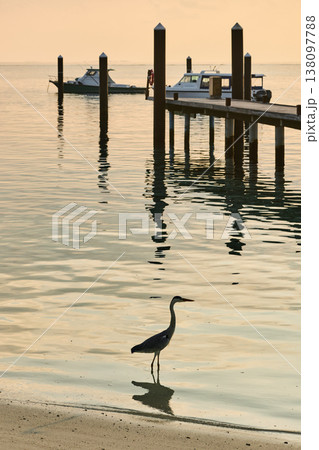 A lone stork stands and hunts on the white sand of the Maldives coast at sunset, blue water all around, small waves A lone stork stands and hunts on the white sand of the Maldives coast at sunset, blue water all around, small waves 138097788