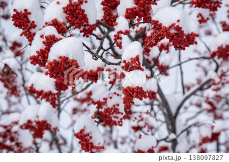 初雪のナナカマド 138097827