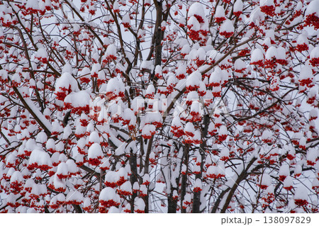 初雪のナナカマド 138097829